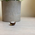 Coconut charm
